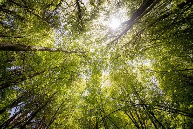 Looking up into a green forest canopy, a symbol of long-term growth
